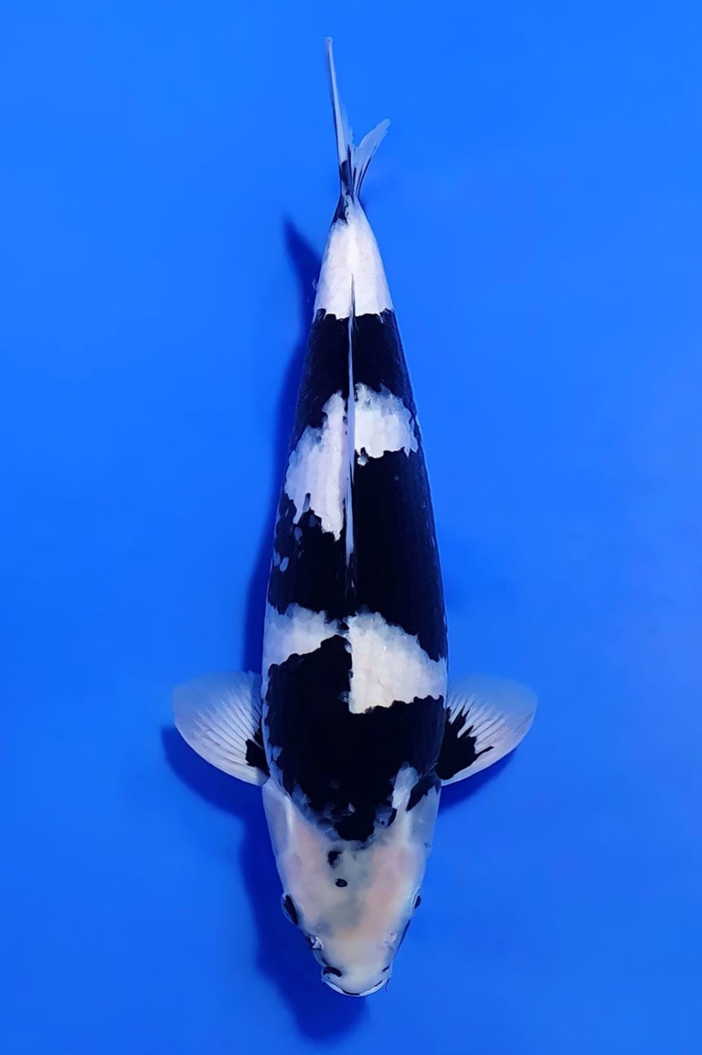 Best In Size B, 41 - 45 cm
