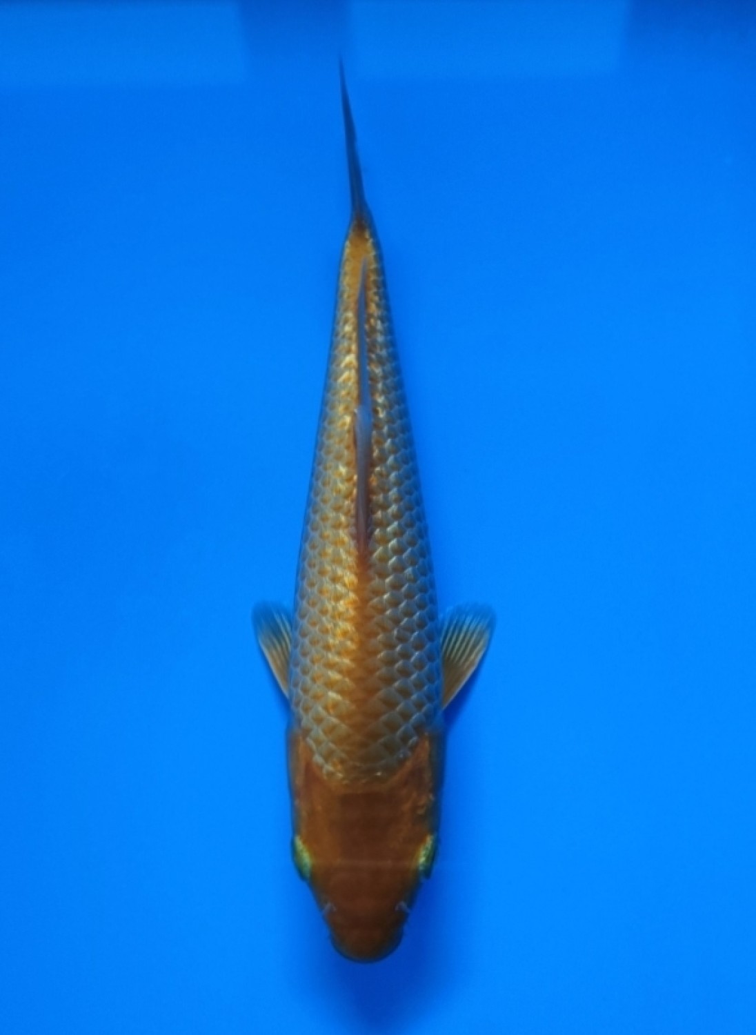 Juara 2