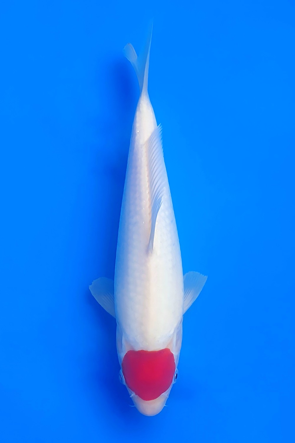 Juara 5