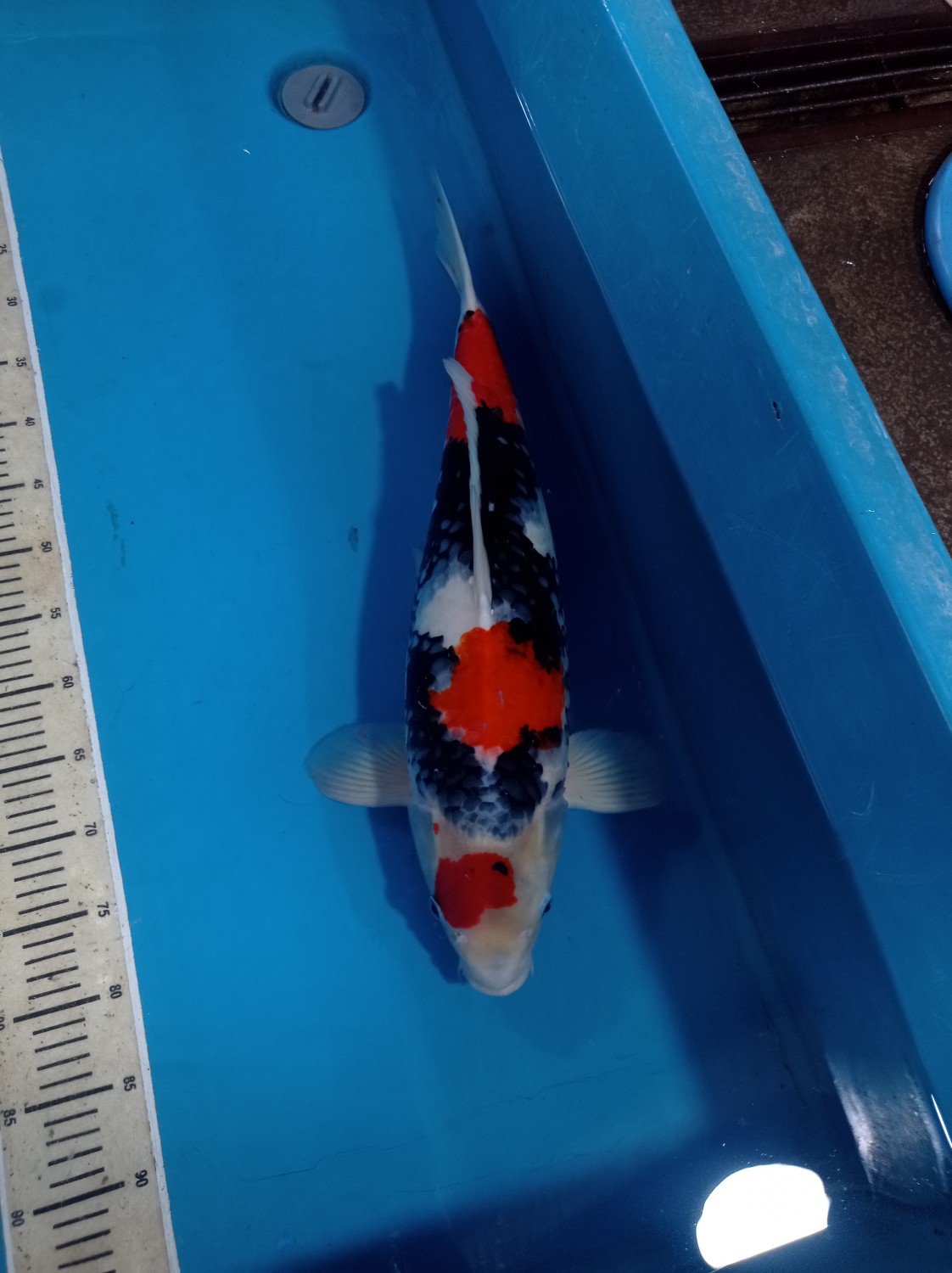 Best In Size G, 56 - 60 cm