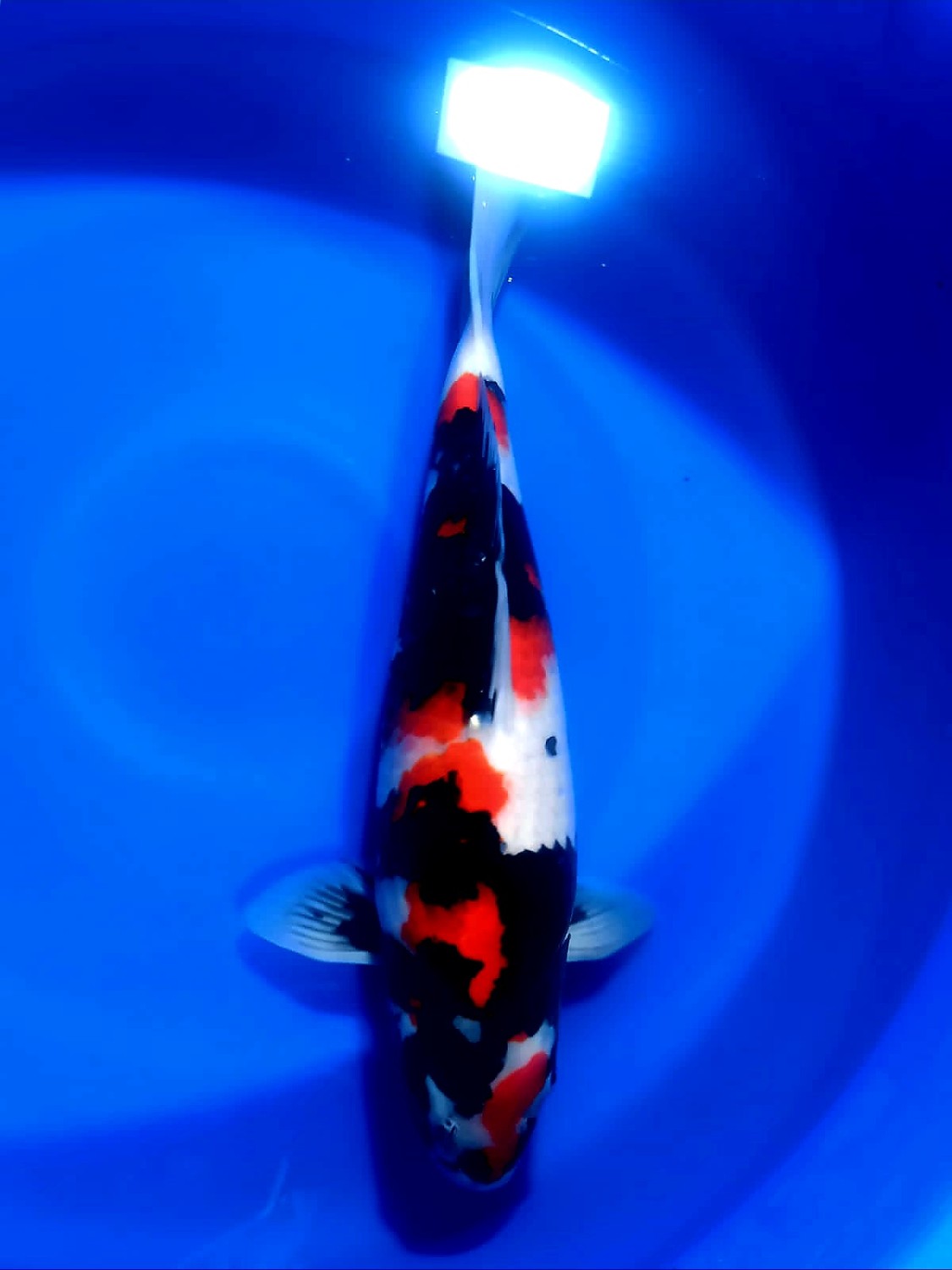 Best In Size A, 46 - 50 cm