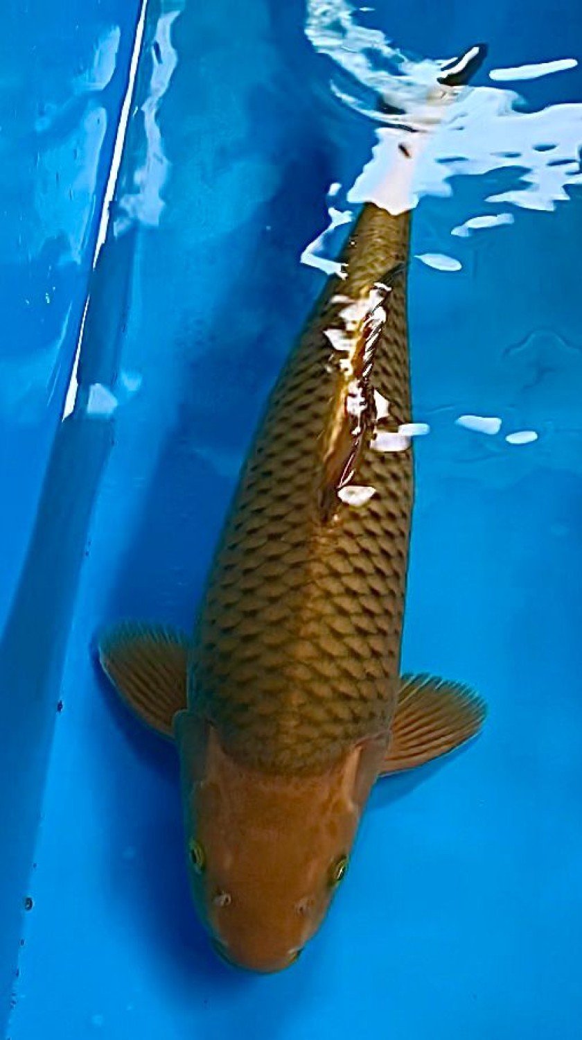 Juara 4
