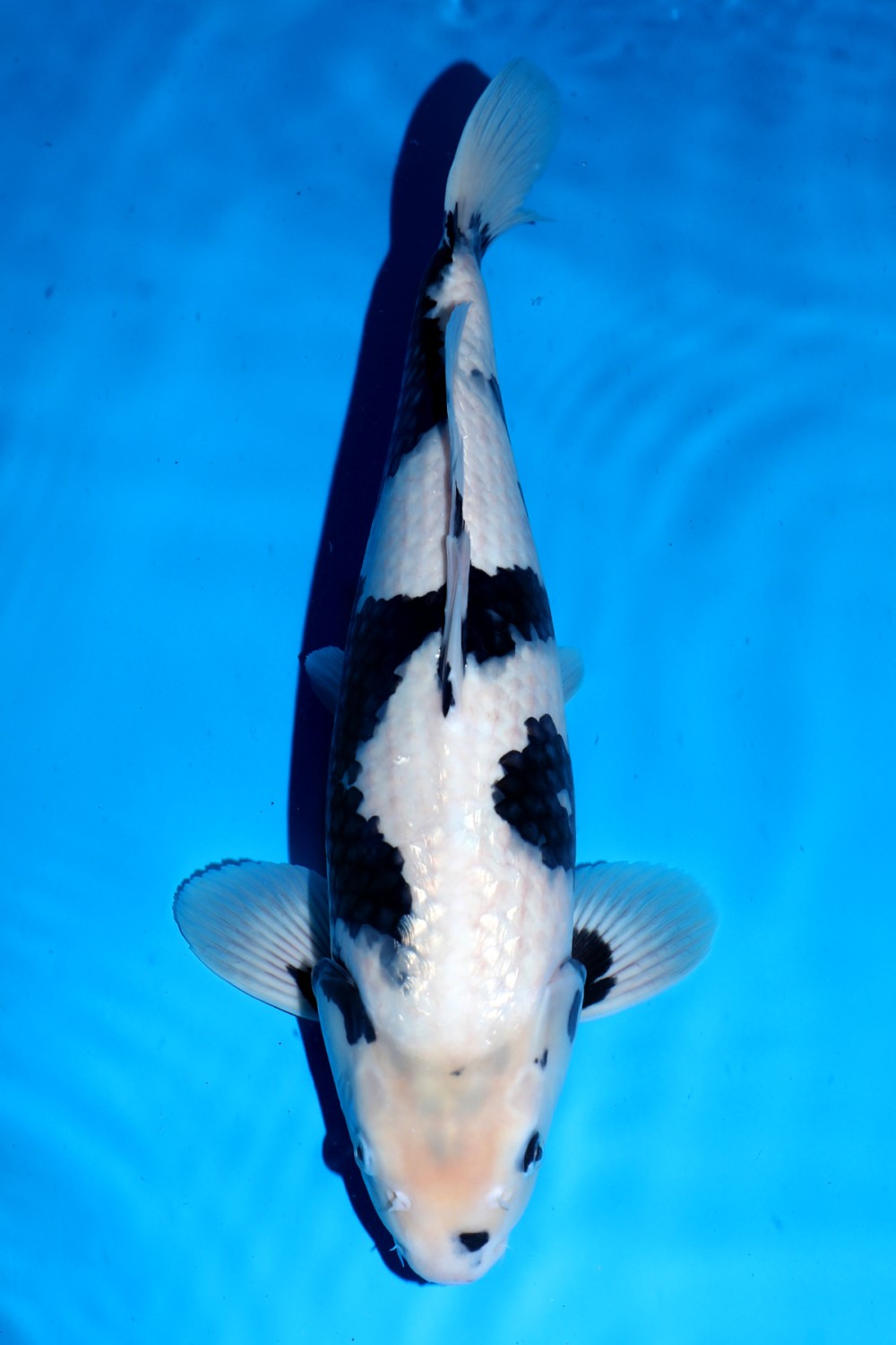 Juara 1