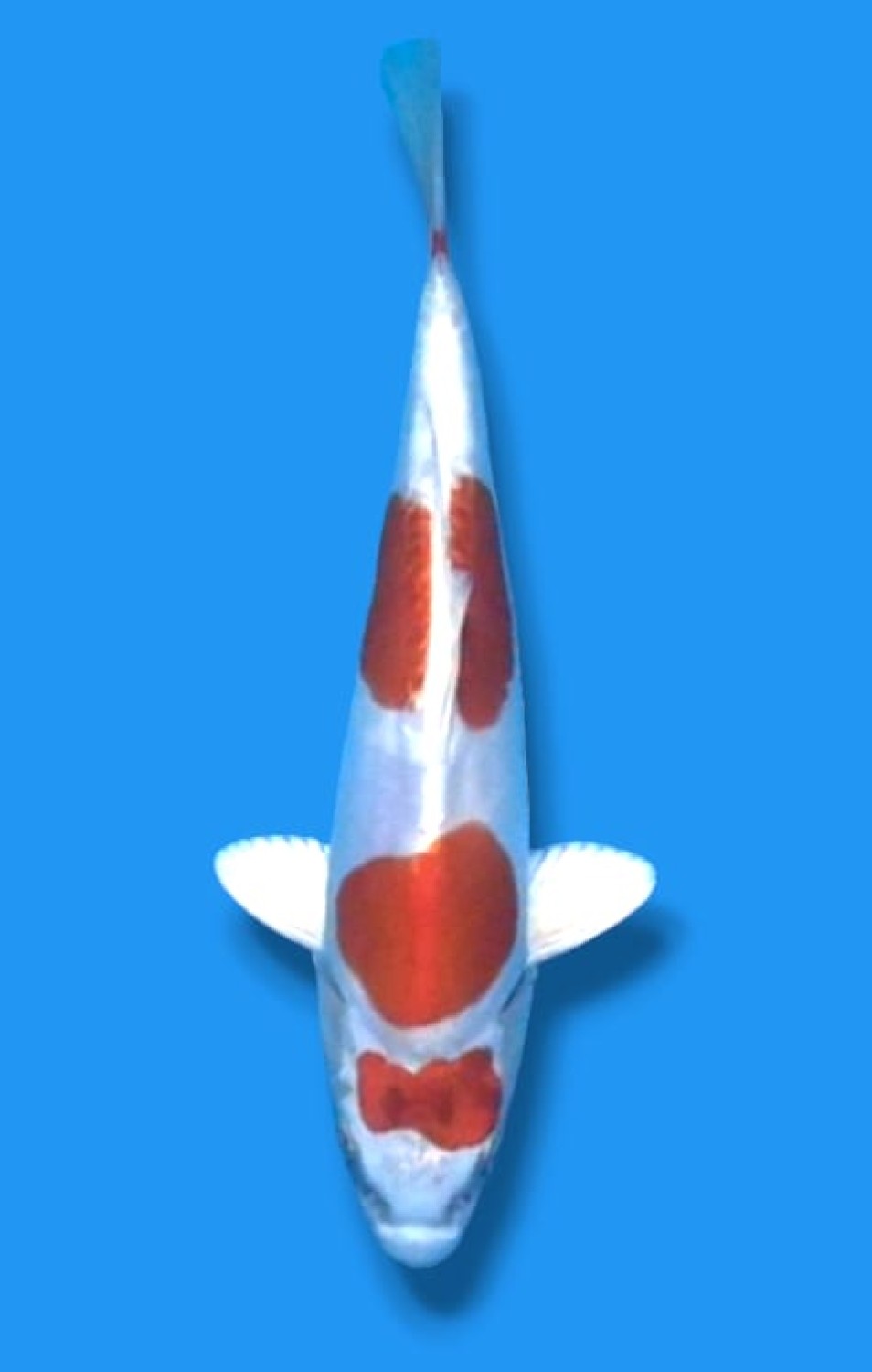 Juara 2