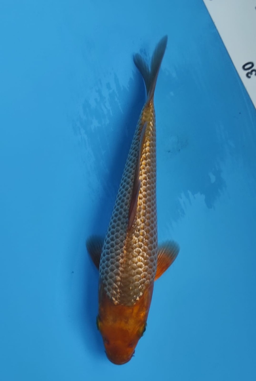 Juara 2