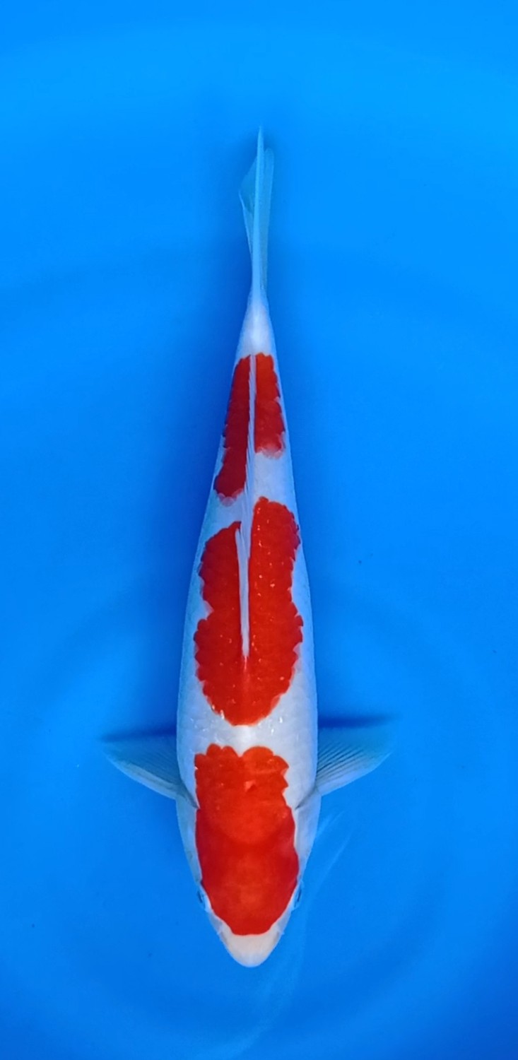 Juara 2