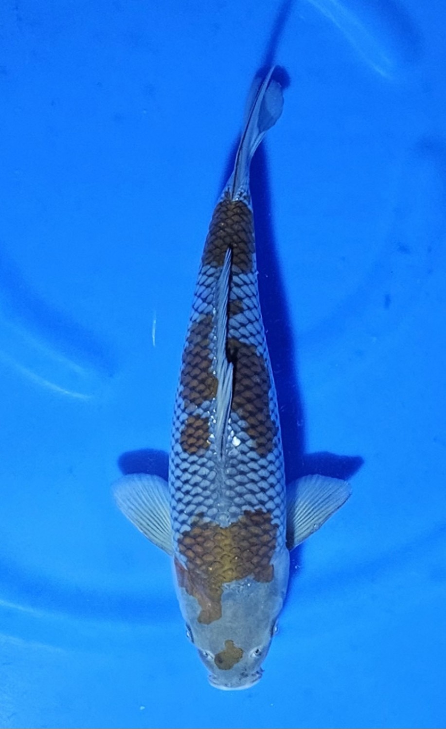 Juara 1
