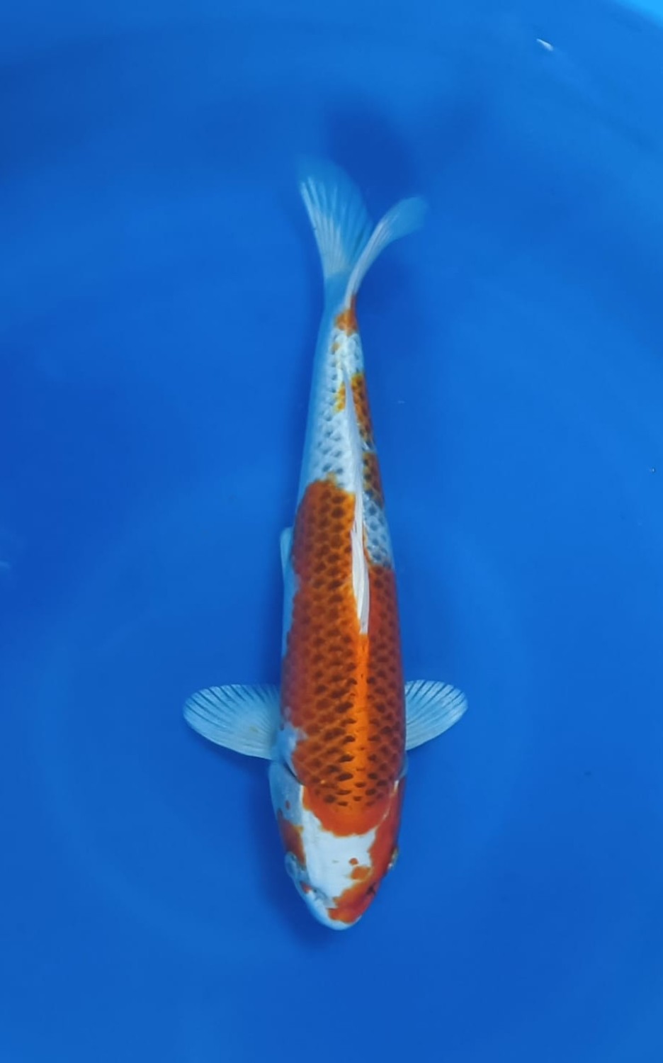 Juara 2