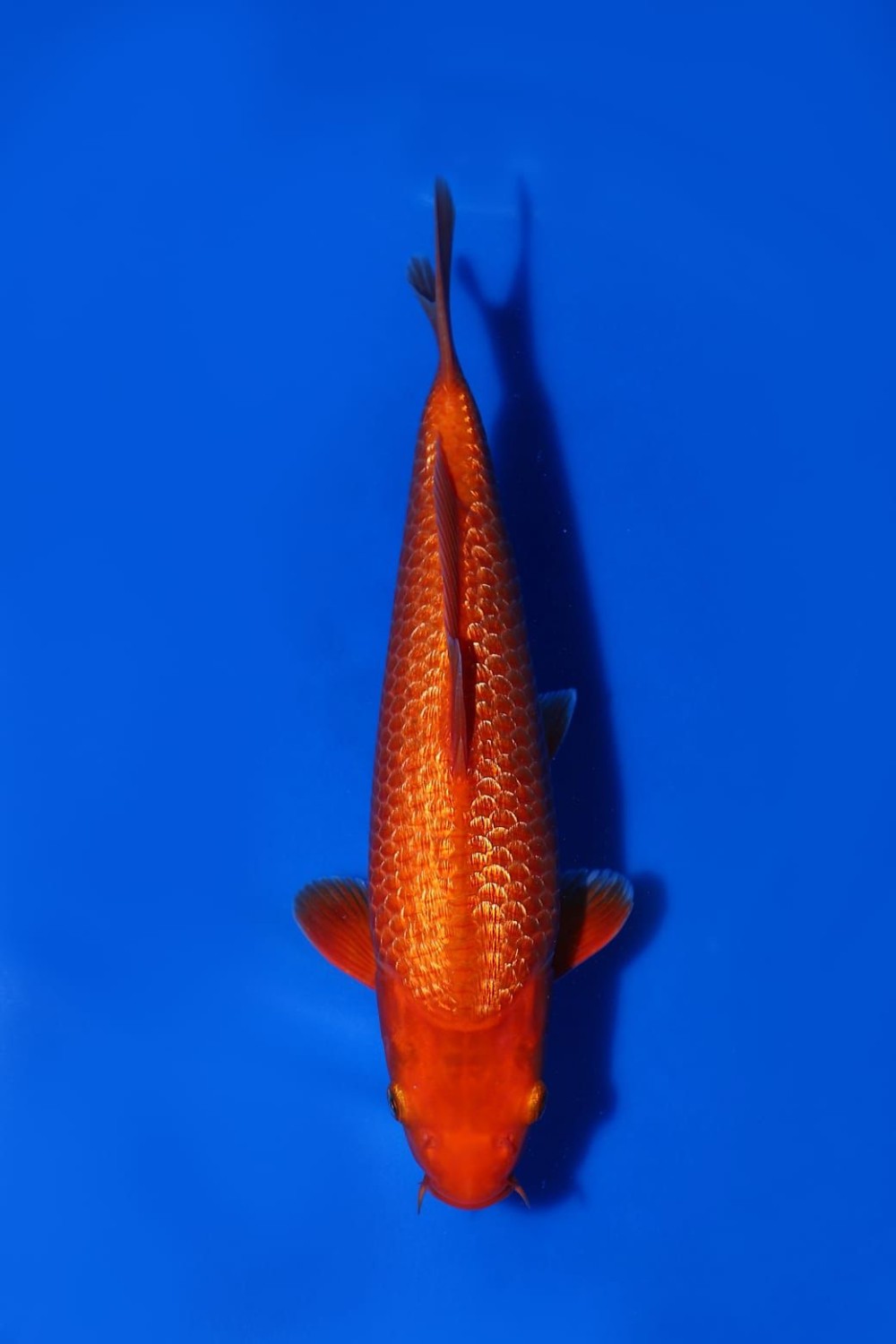 Juara 3