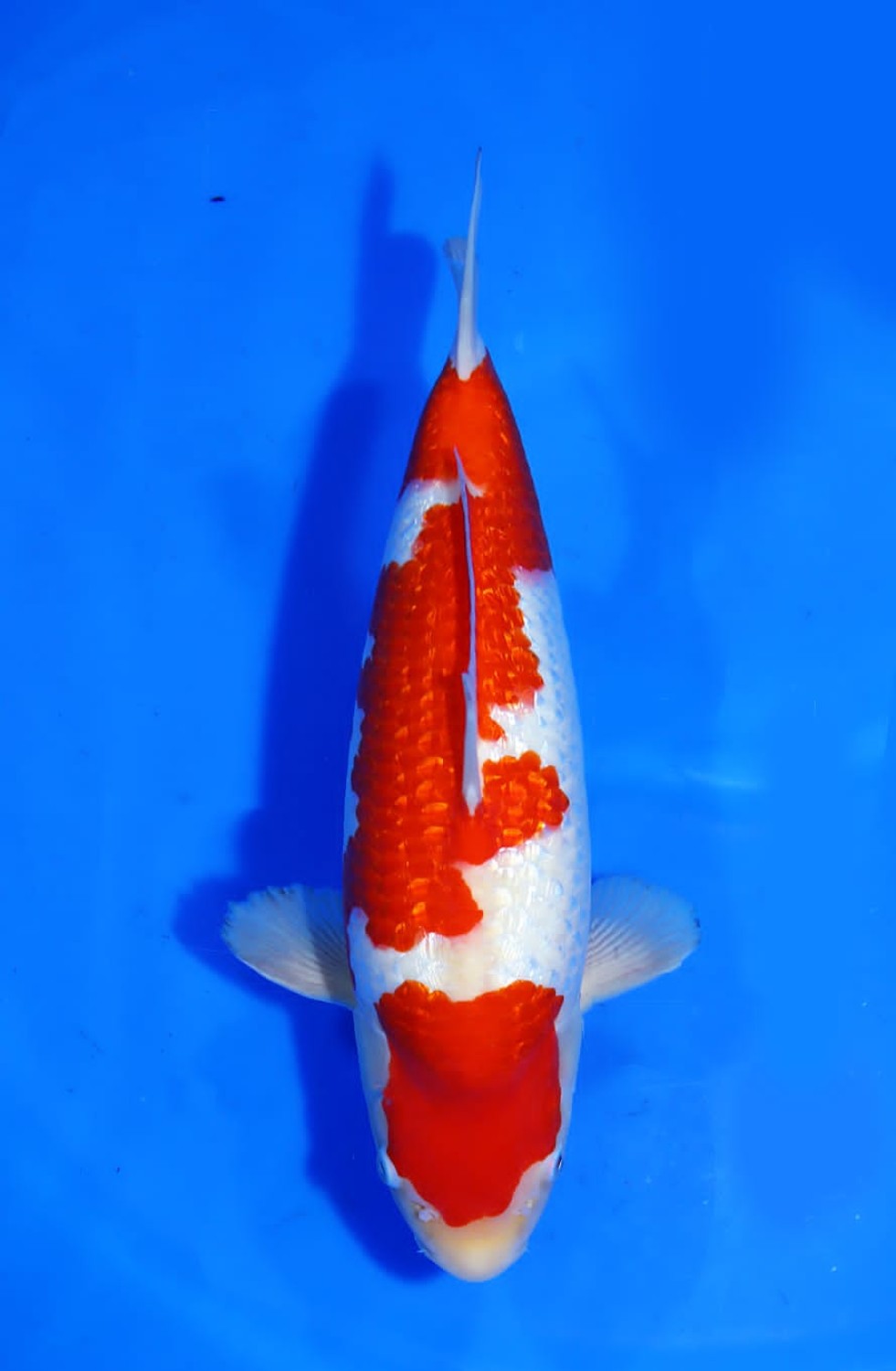 Best In Size B, 36 - 40 cm