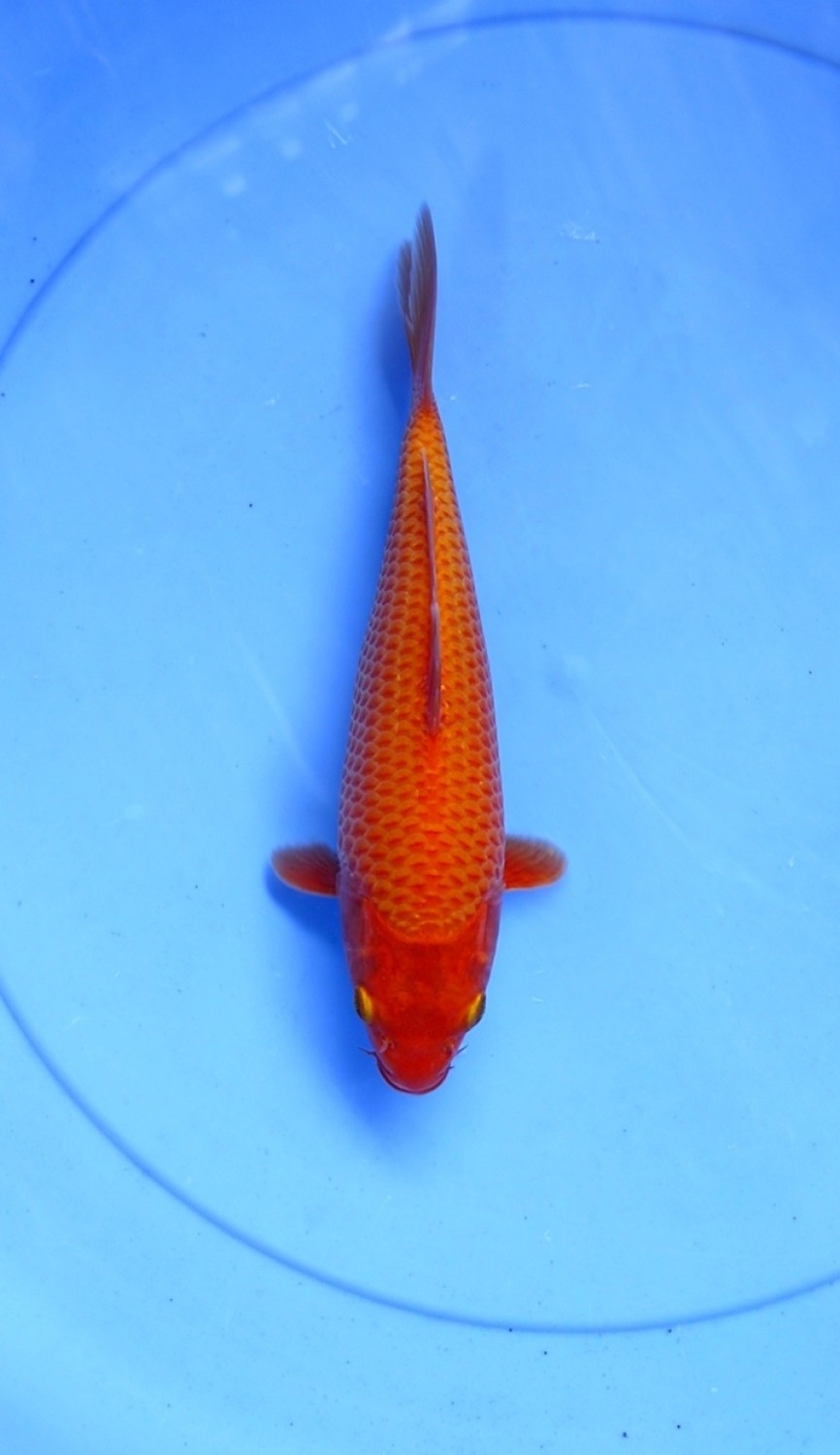 Juara 1