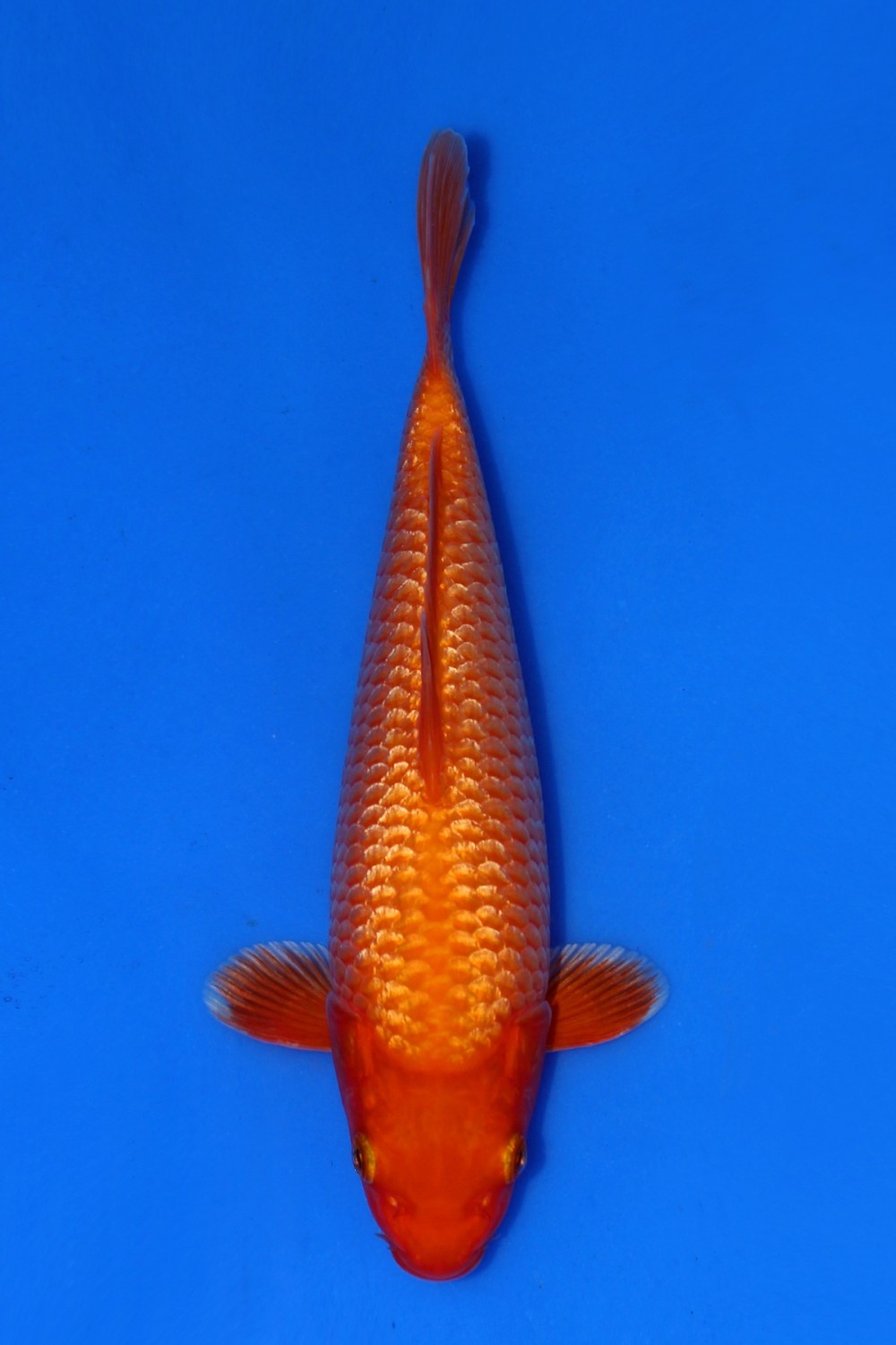 Juara 5