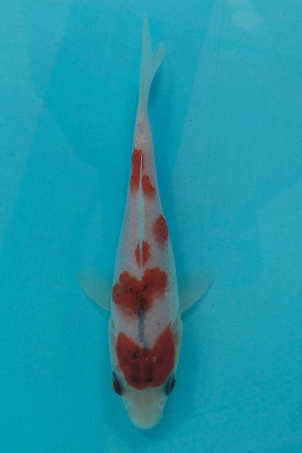 Ikan Koi Koromo