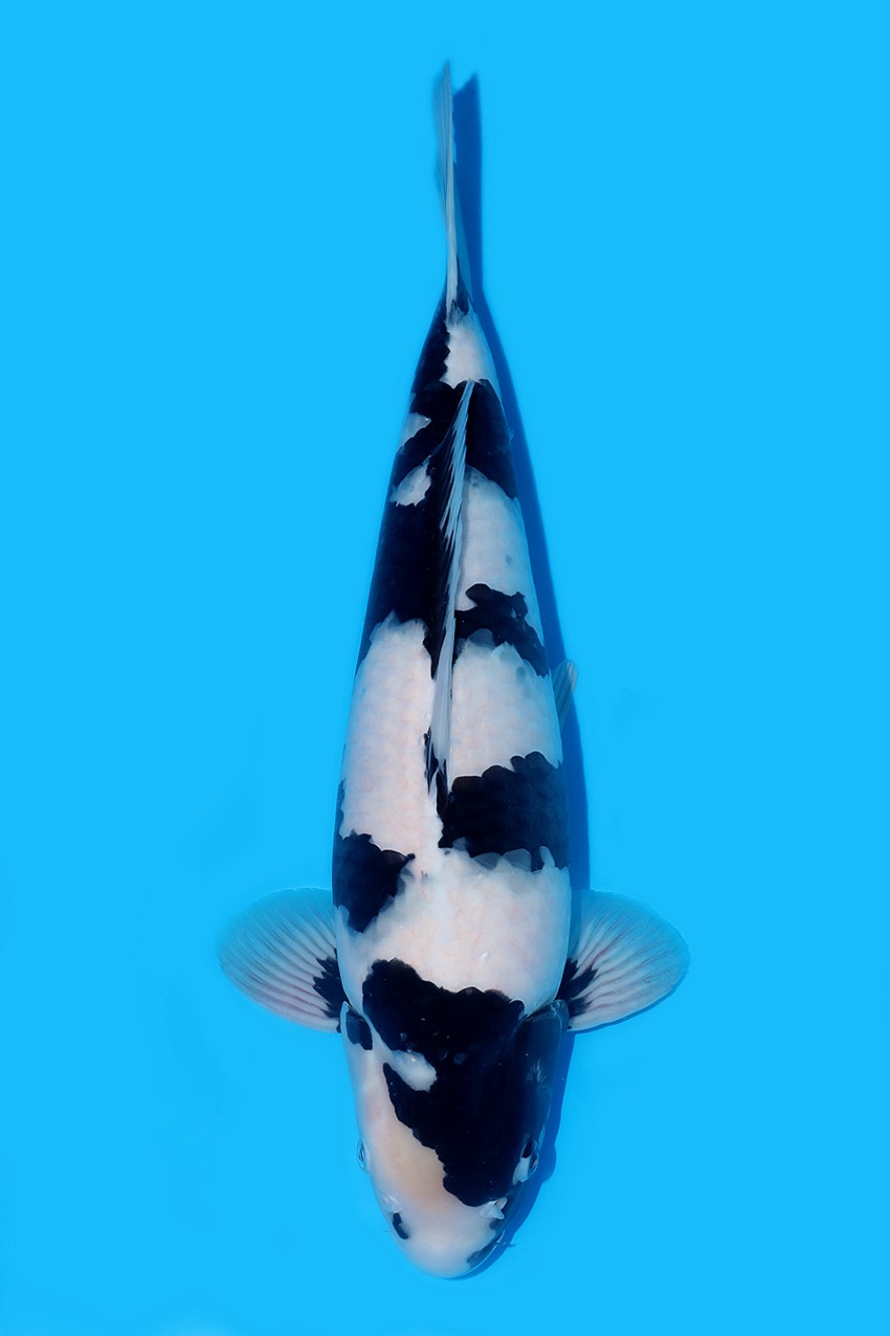 Juara 1