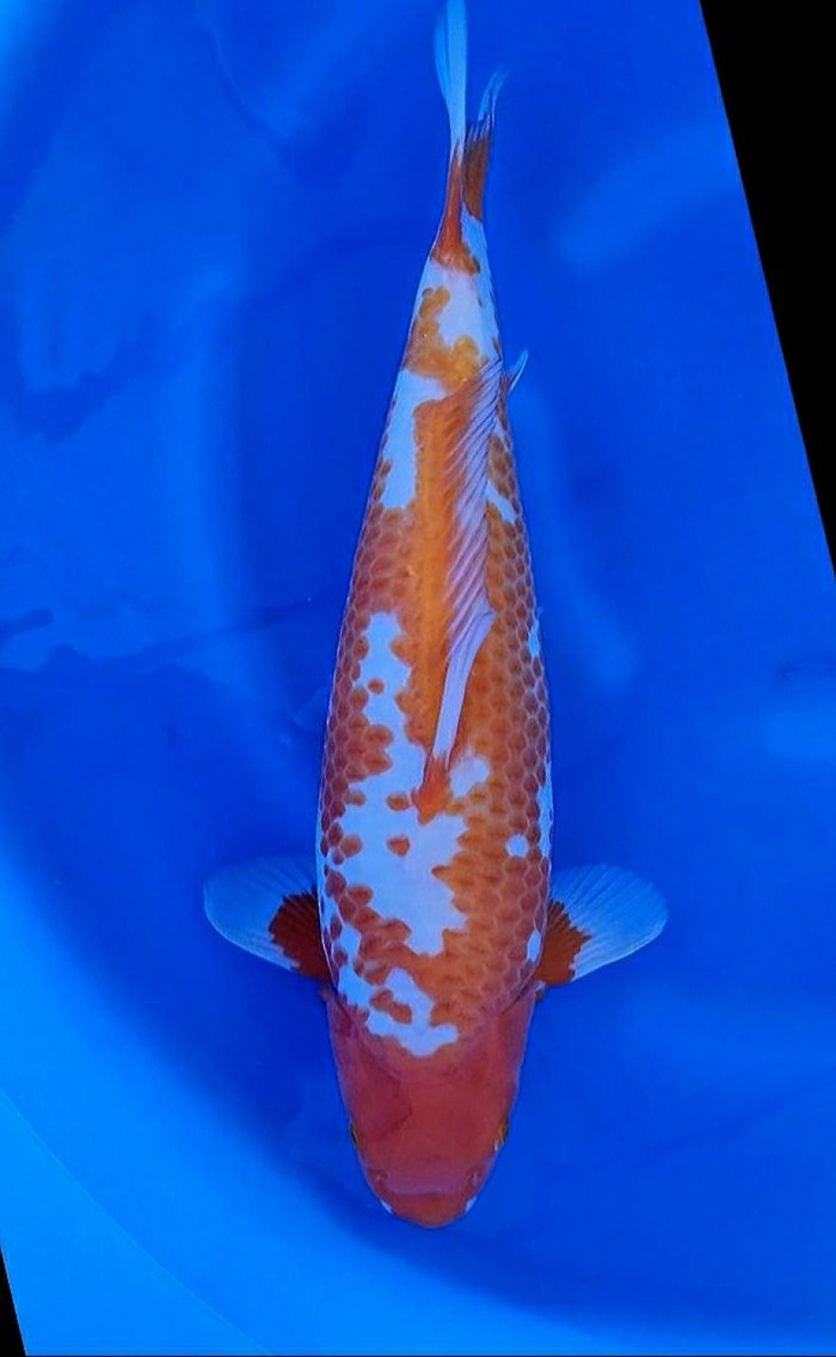 Juara 2