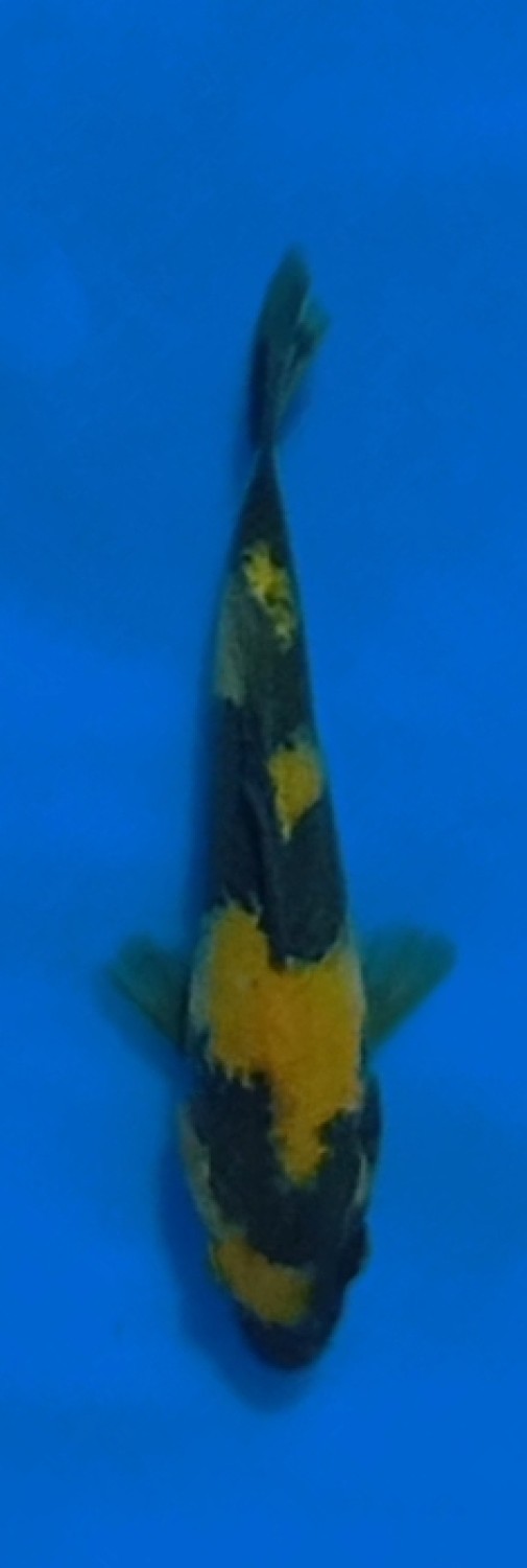 Juara 5