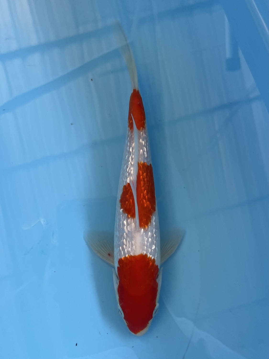 Juara 3