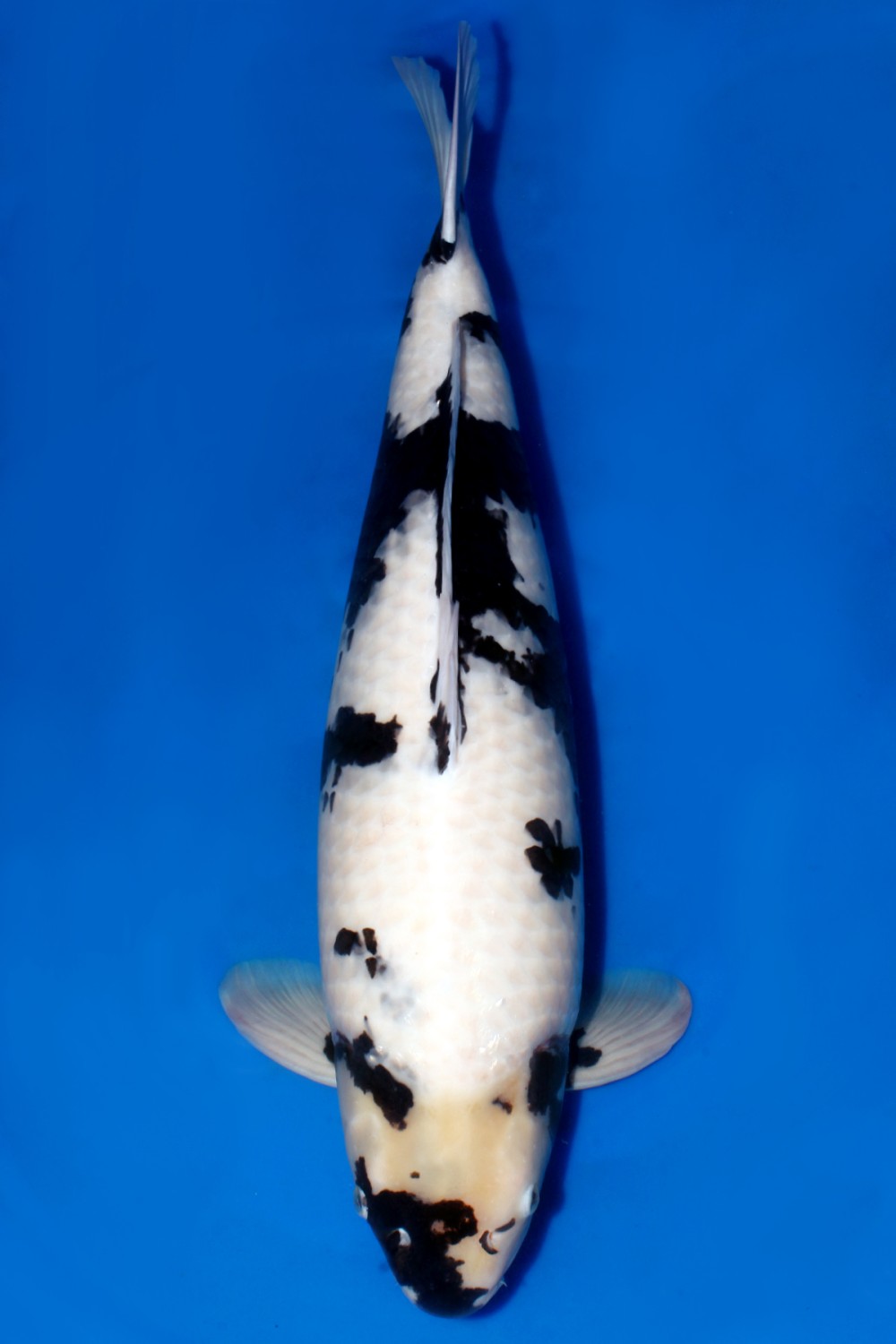 Juara 1