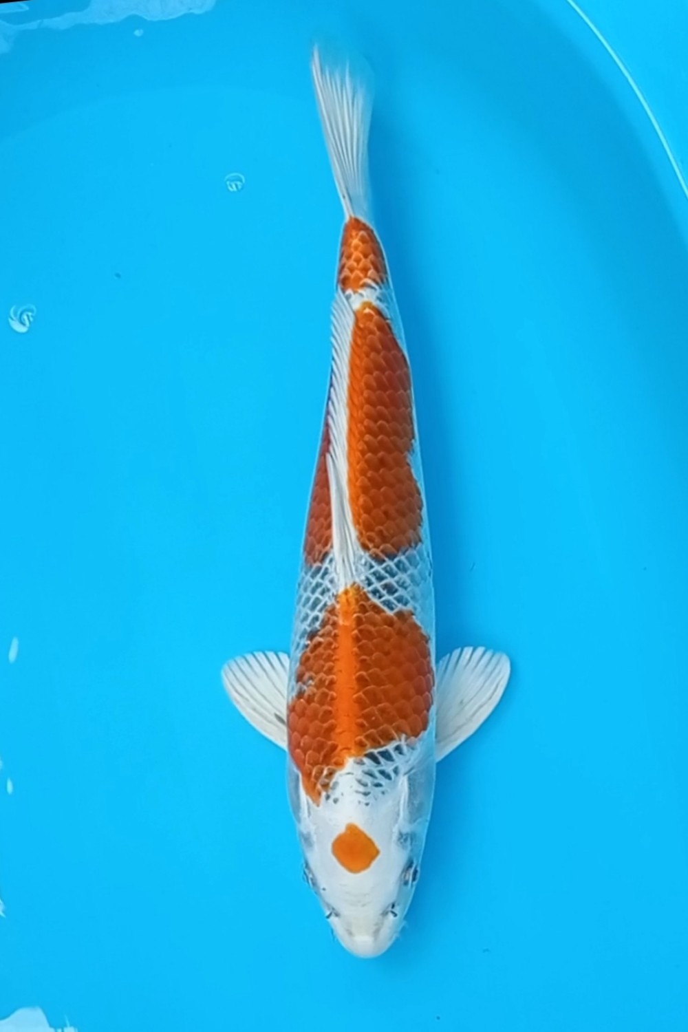 Juara 1