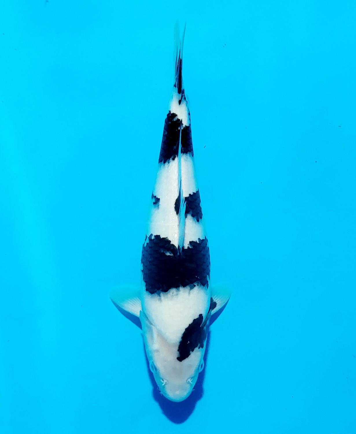 Ikan Koi Shiro Utsuri