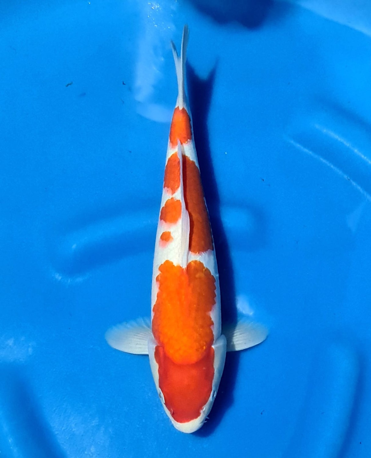 Juara 5