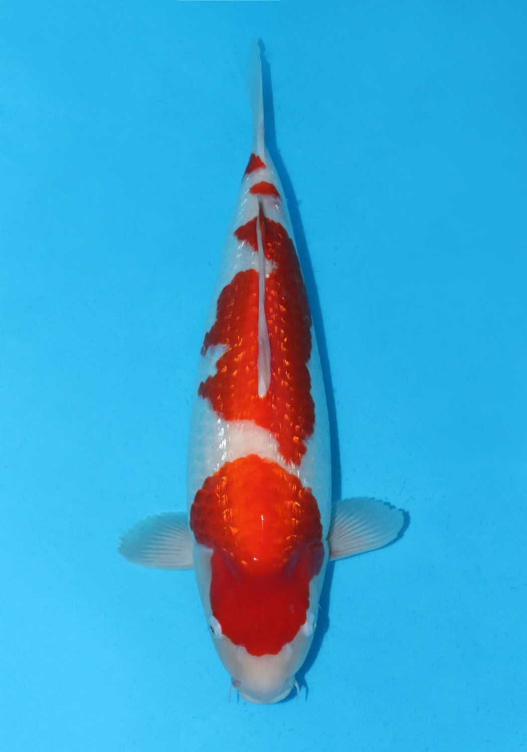 Juara 2