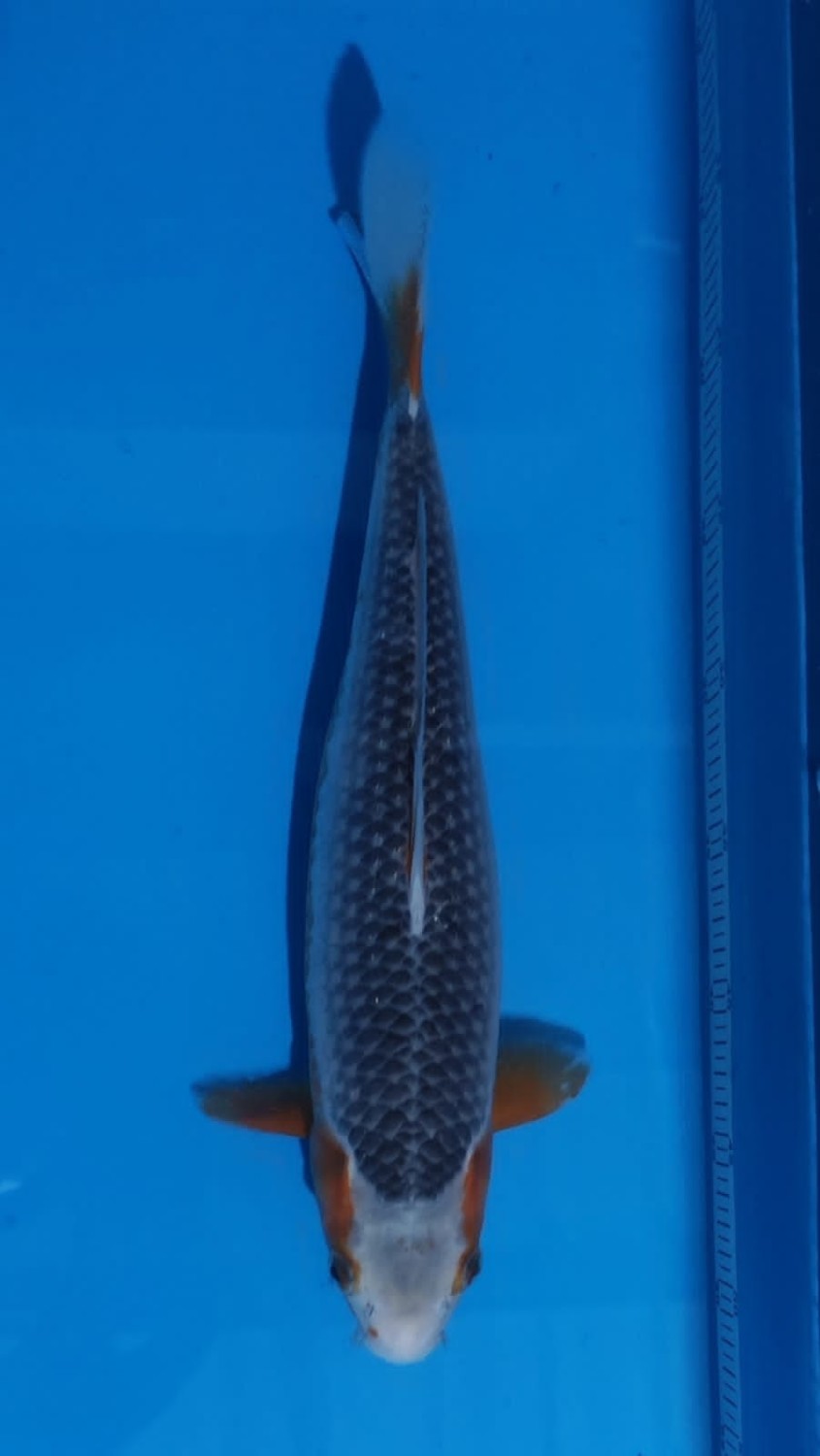Juara 3