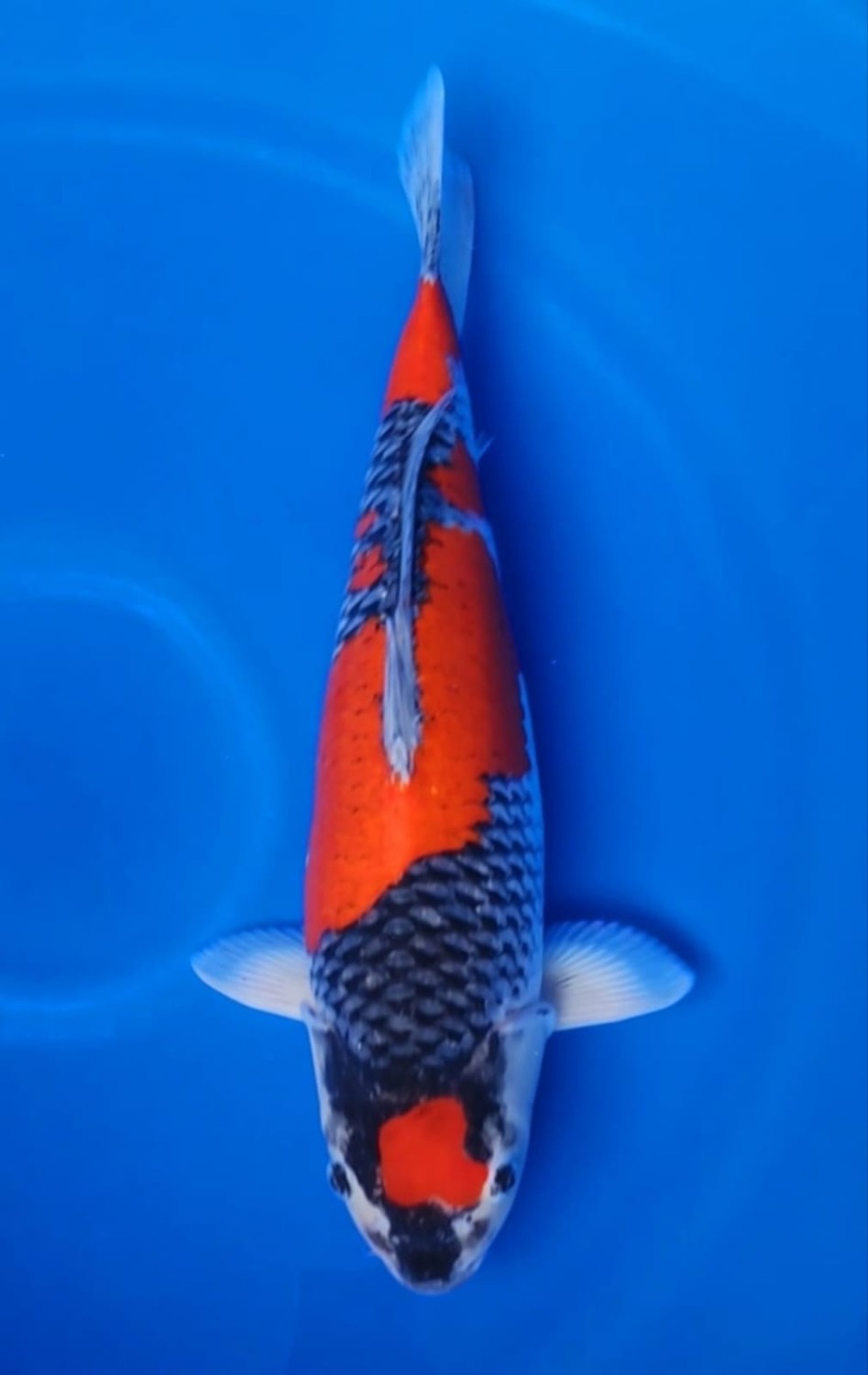 Juara 1