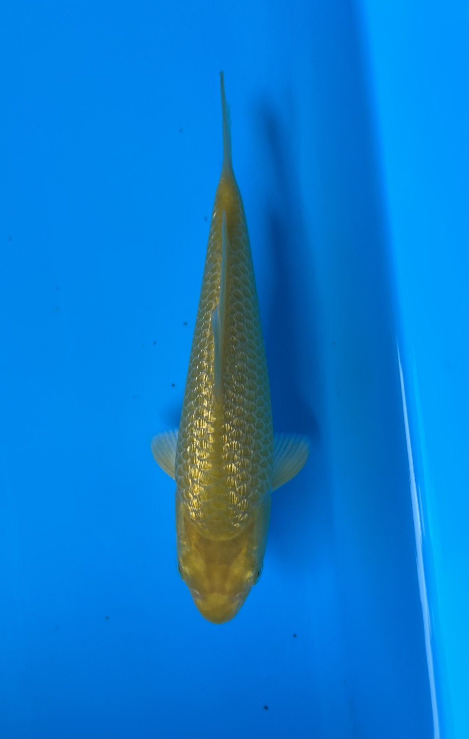 Juara 2