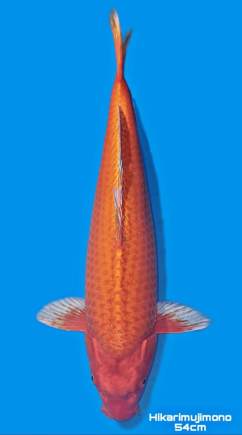 Juara 2