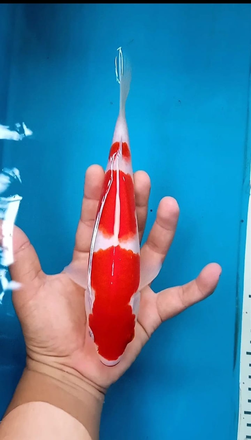 Juara 5