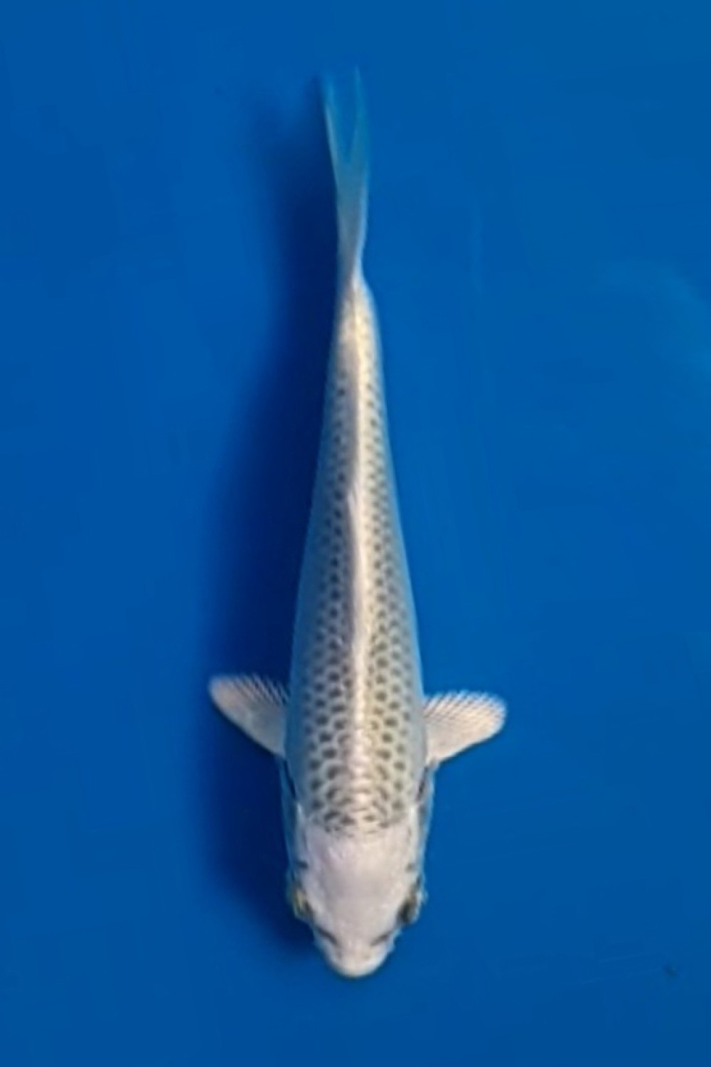 Juara 5