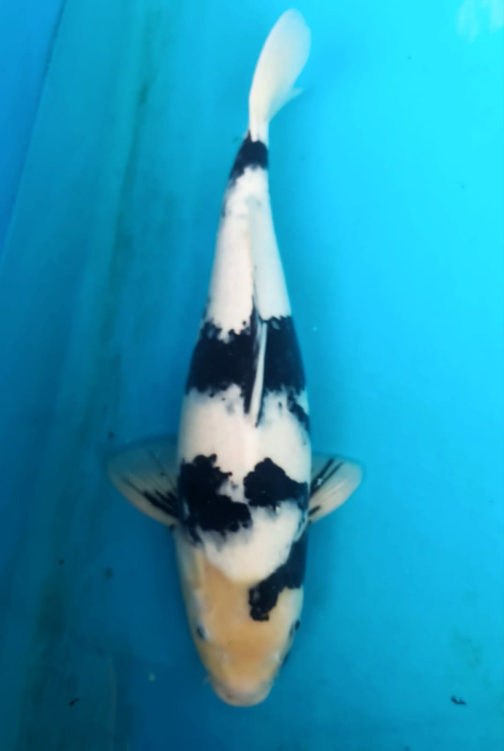 Ikan Koi Shiro Utsuri