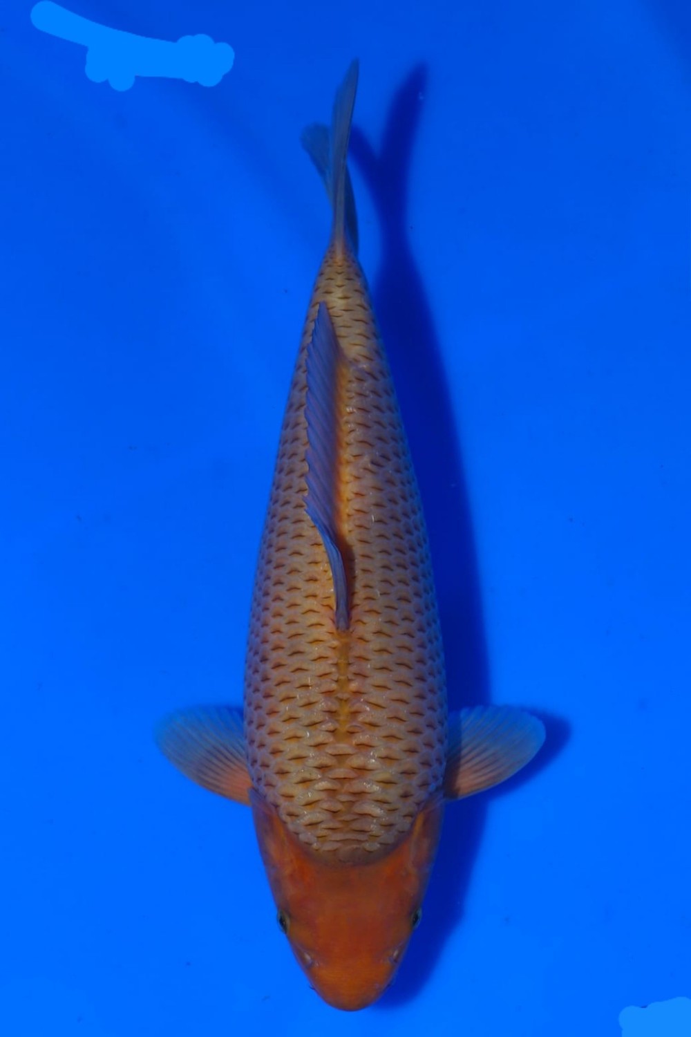 Juara 2