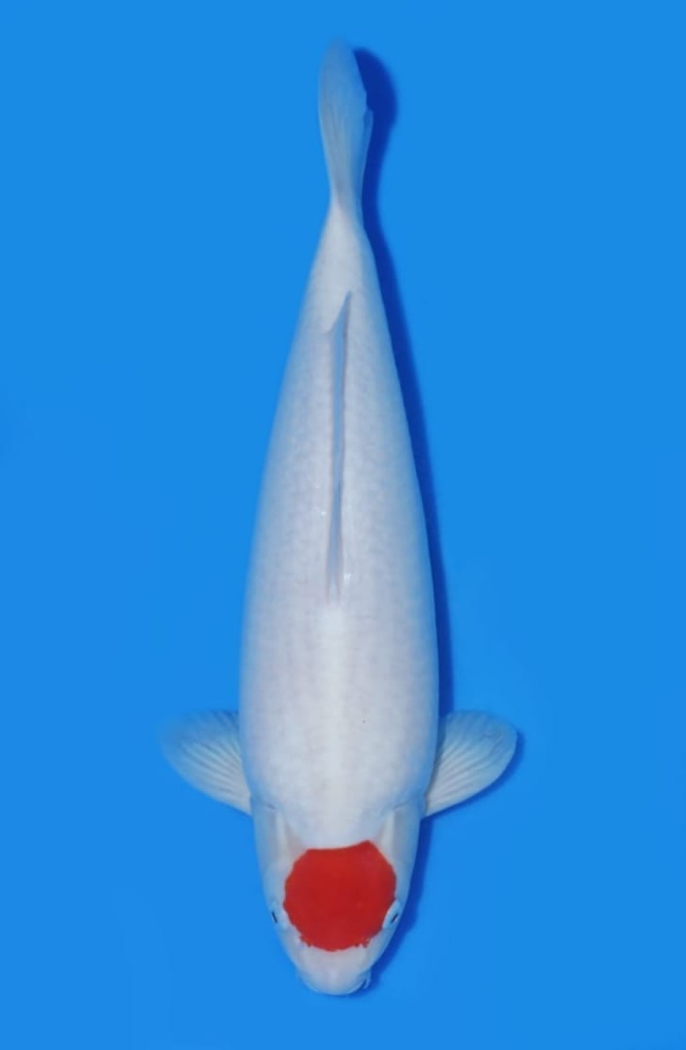 Juara 2