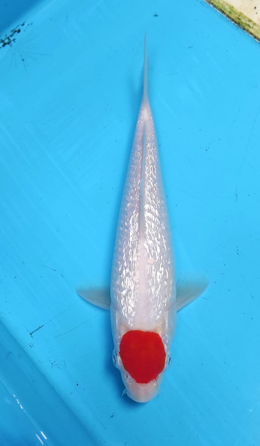 Juara 1