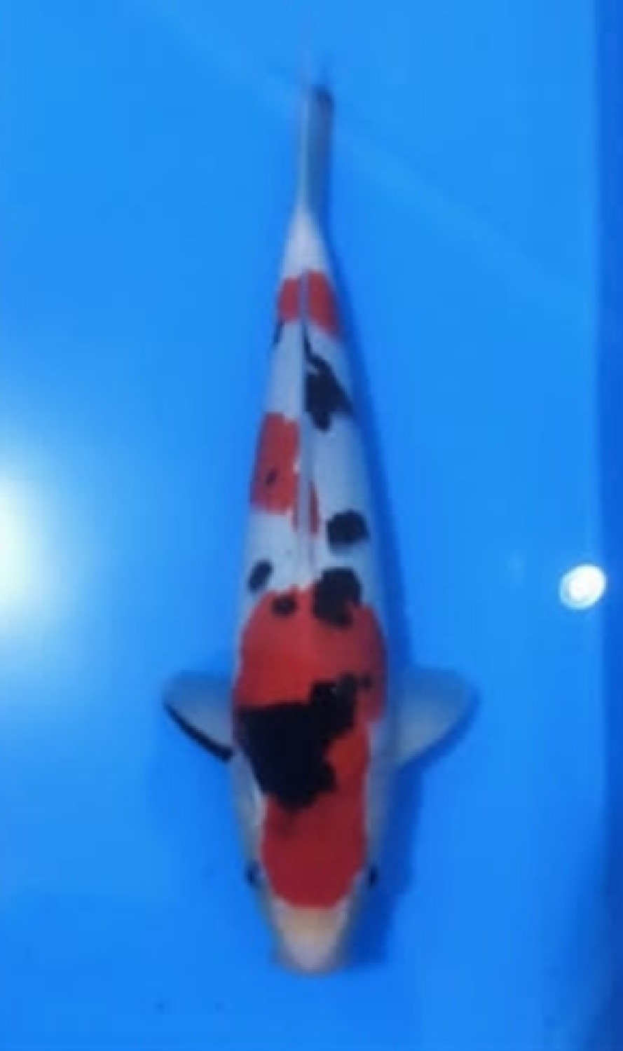 Juara 5