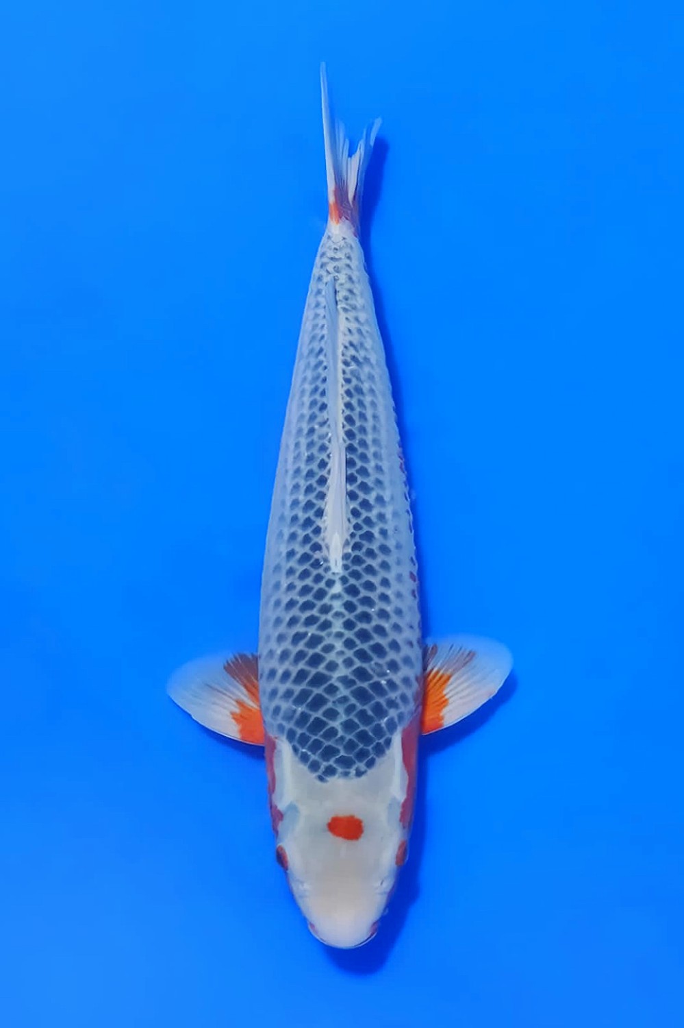 Juara 1