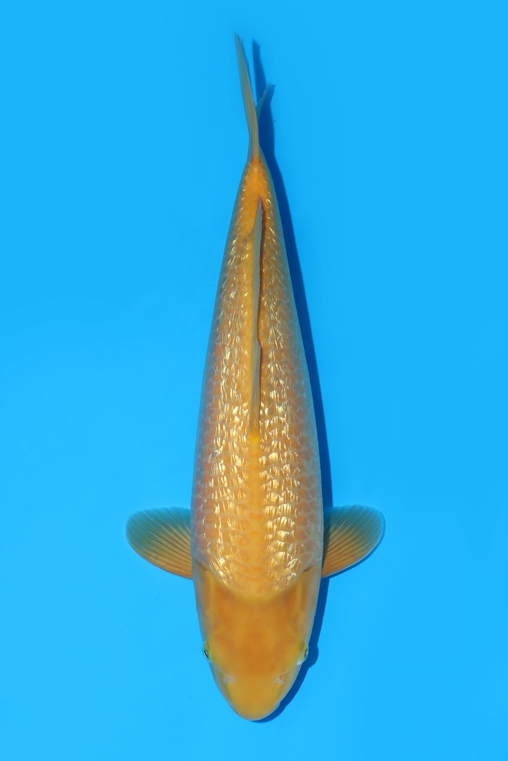 Juara 5