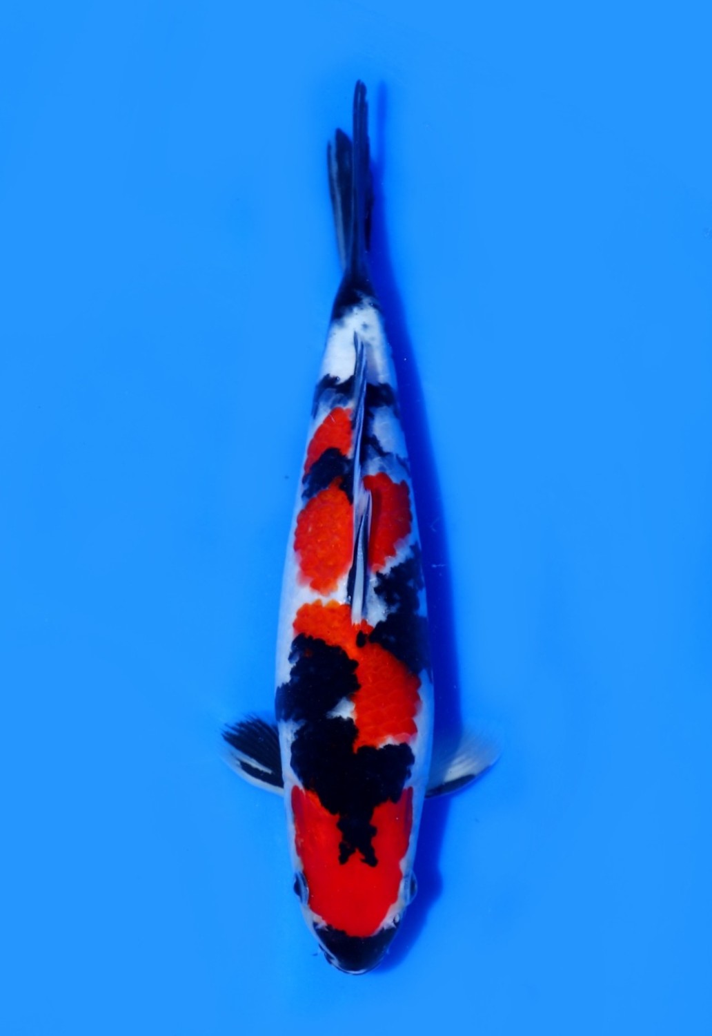 Juara 3