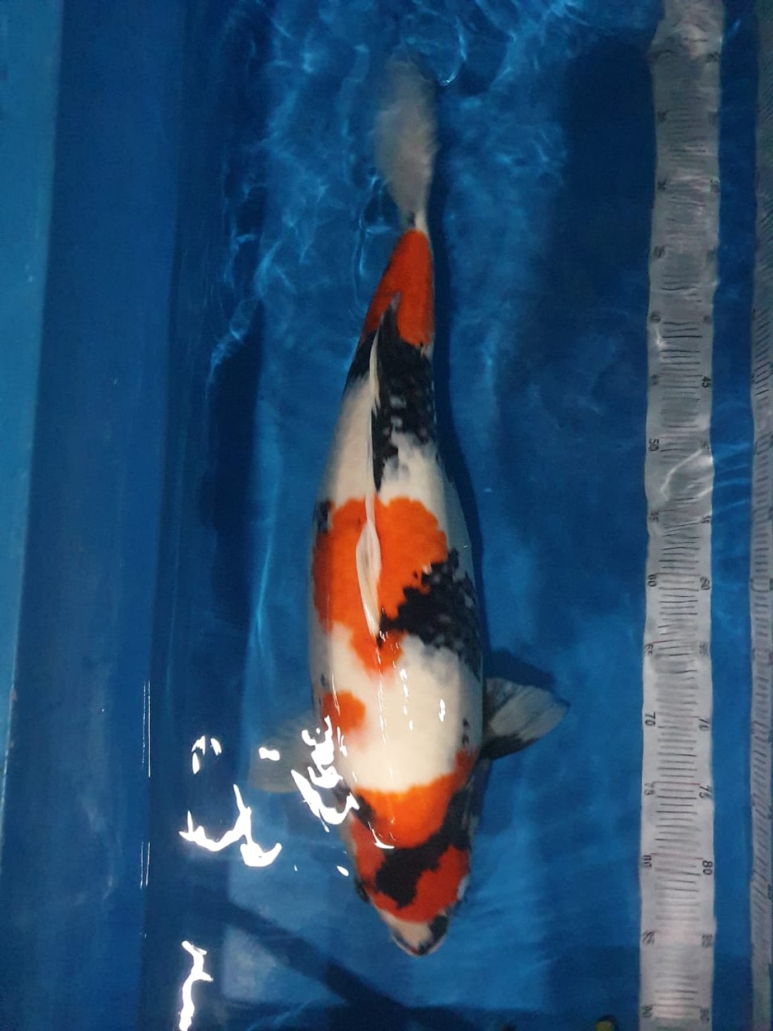 Juara 3