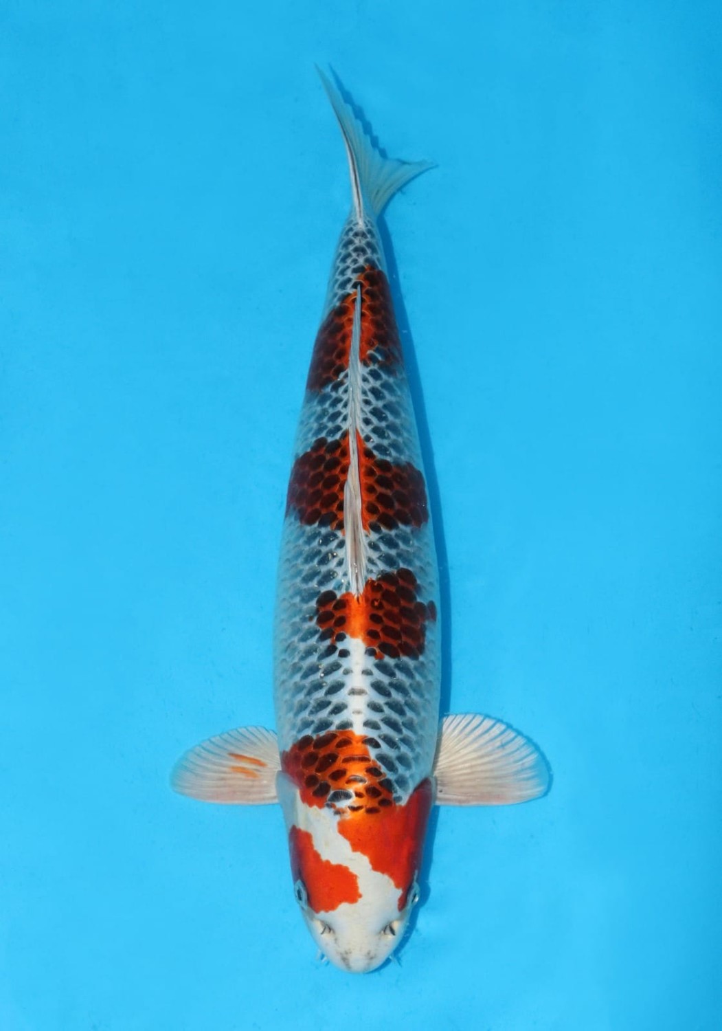 Juara 1