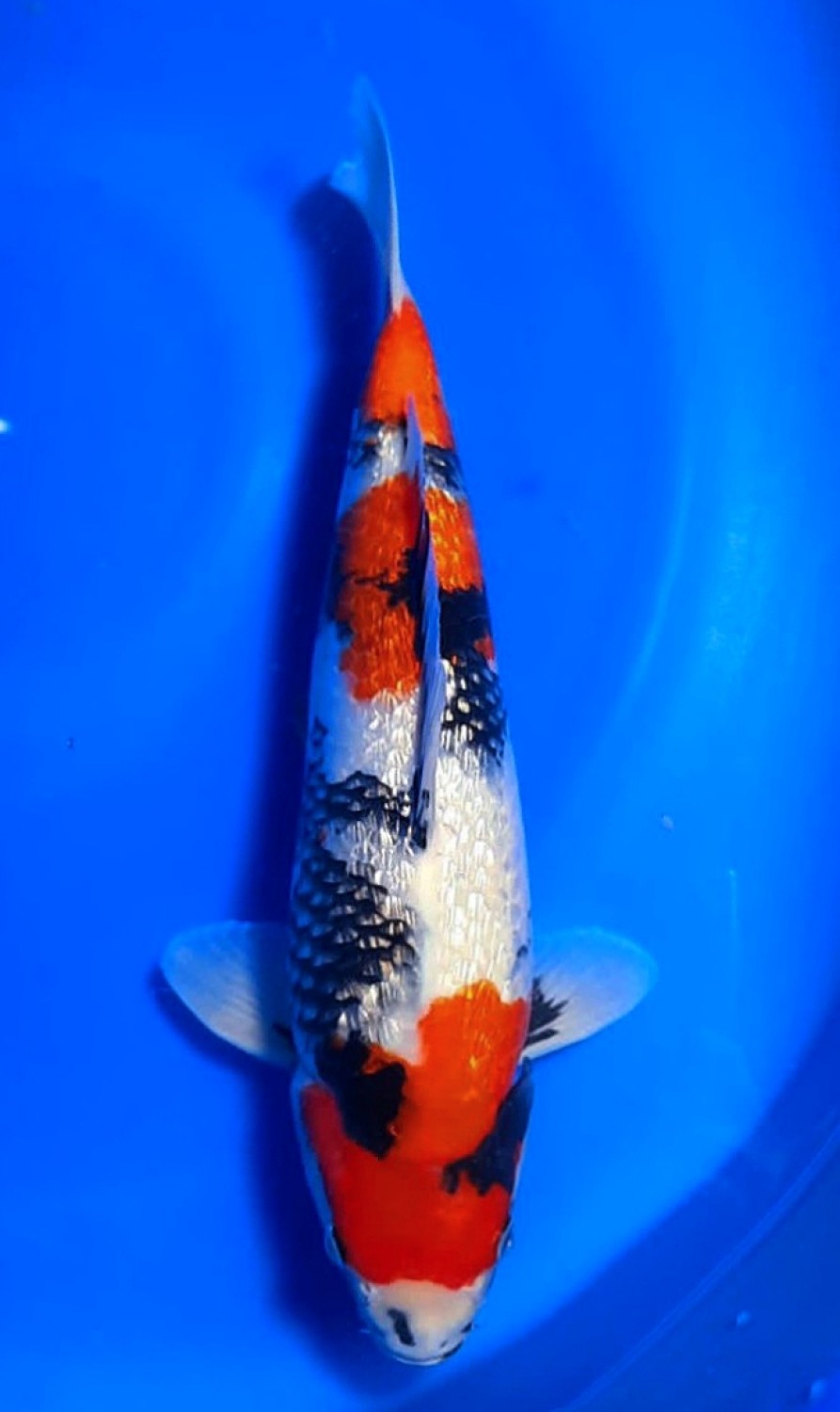 Juara 2