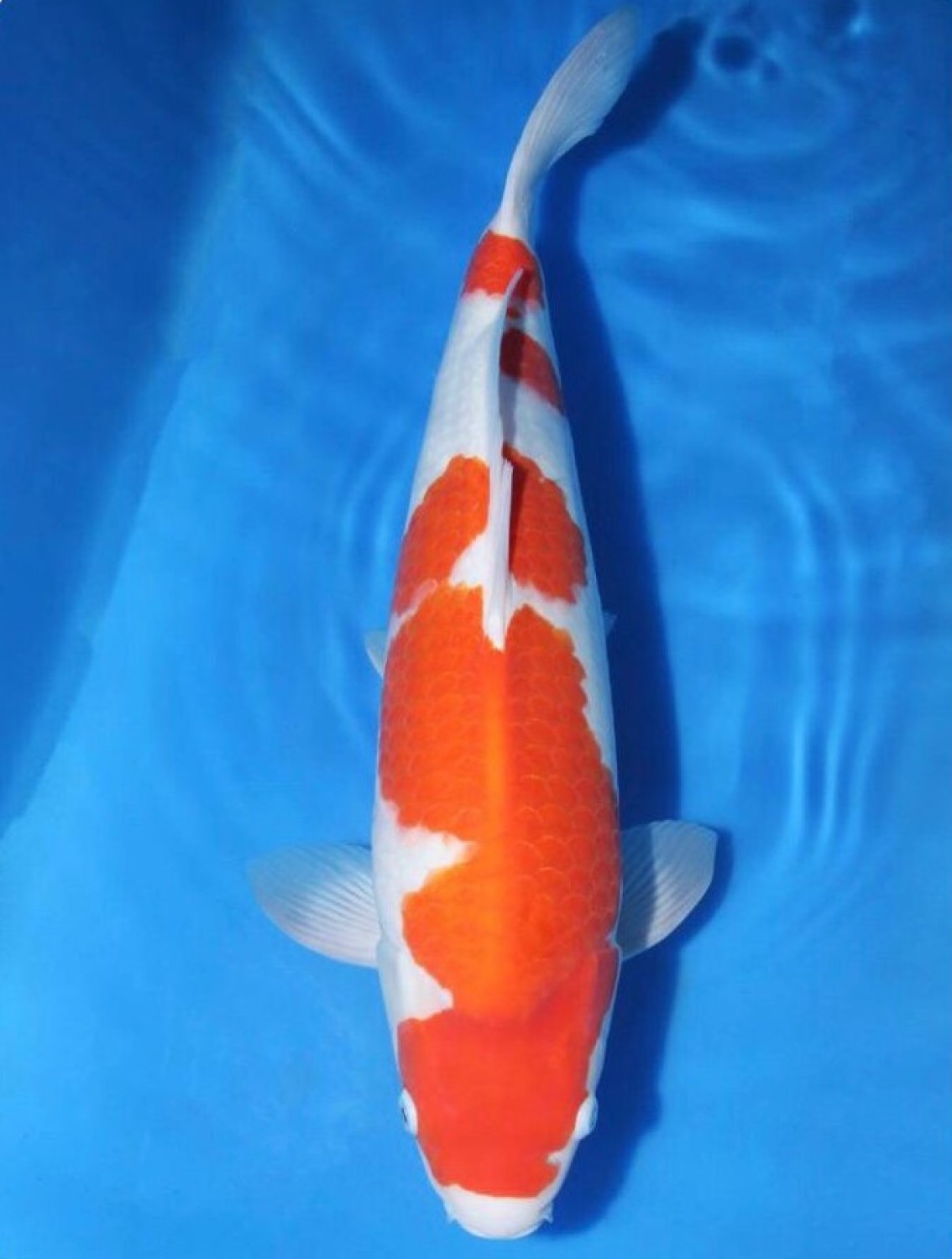 Juara 2