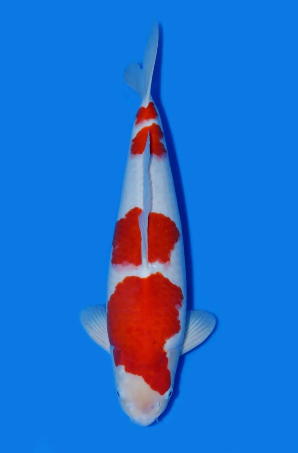 Juara 2