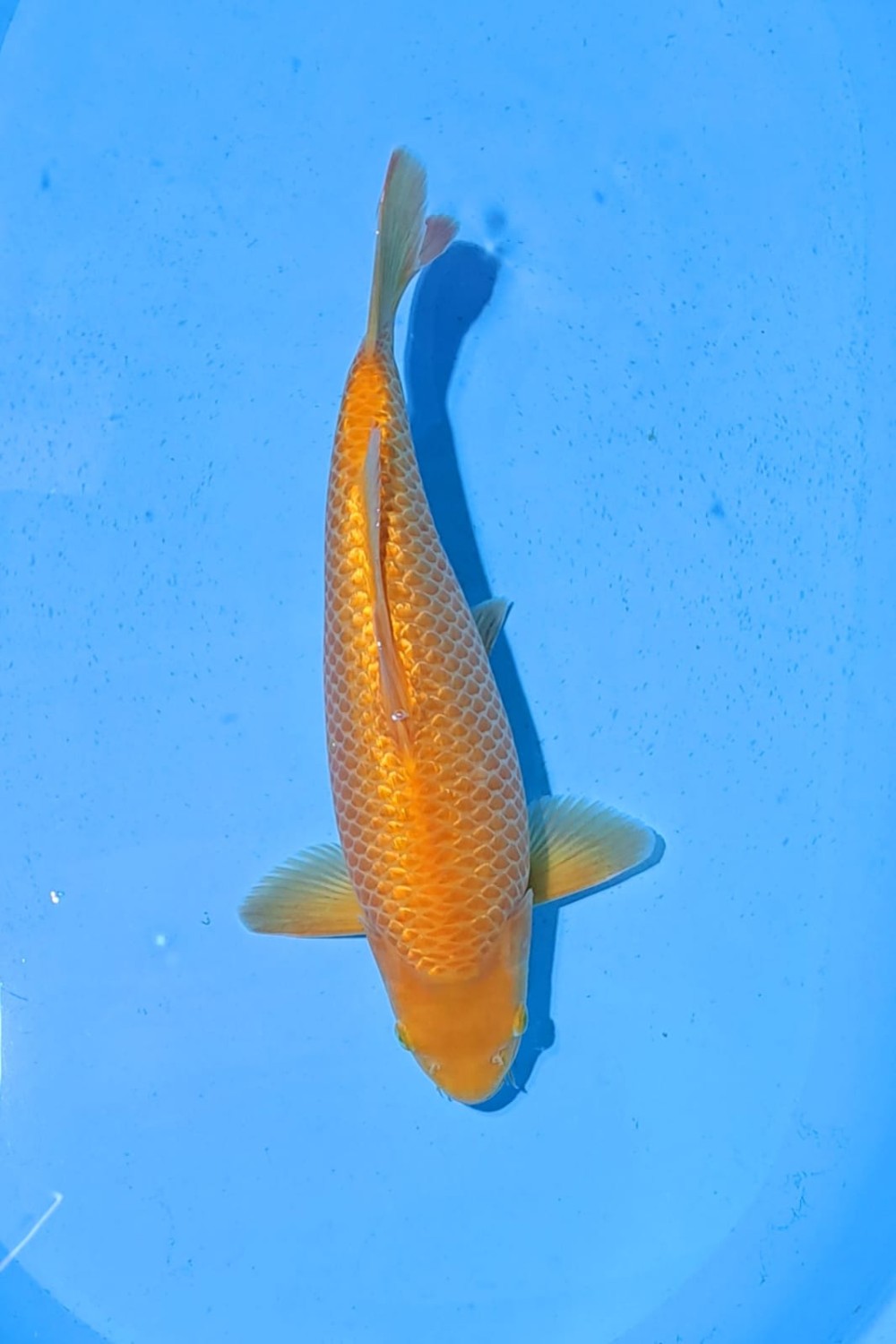 Juara 1