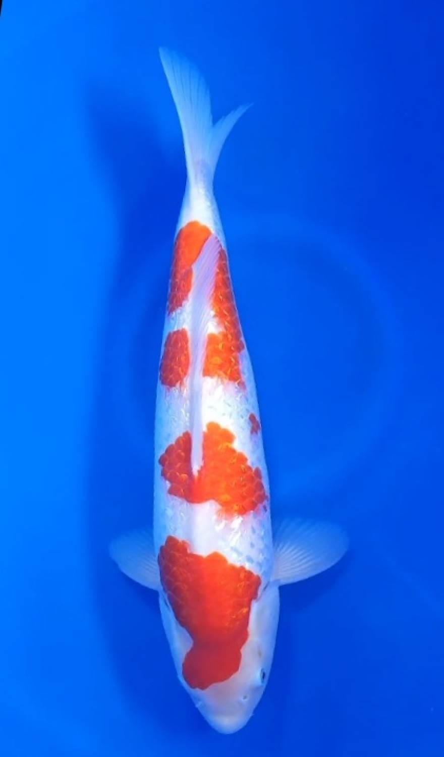 Juara 4