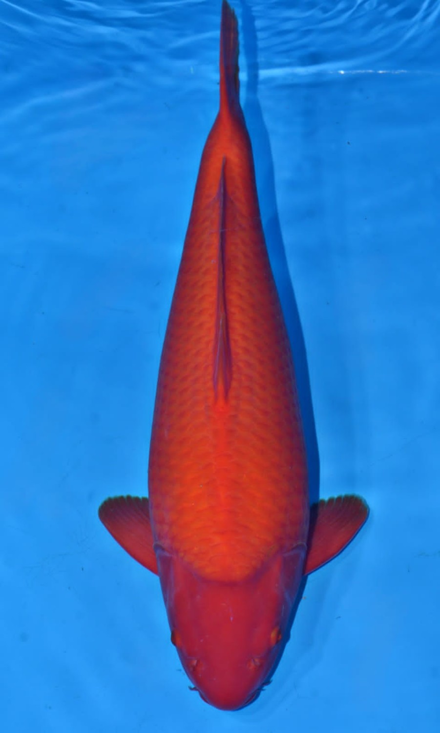 Juara 2