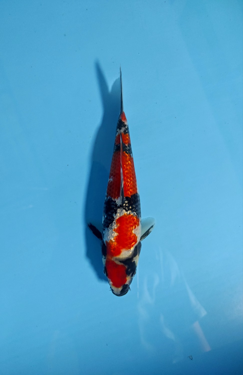 Juara 2