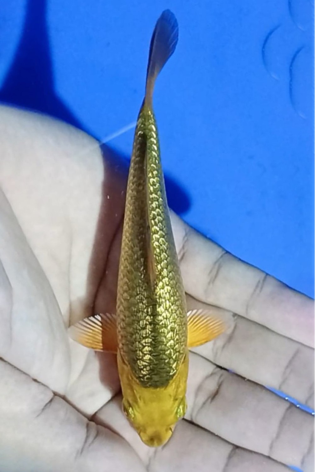 Ikan Koi Kinginrin C